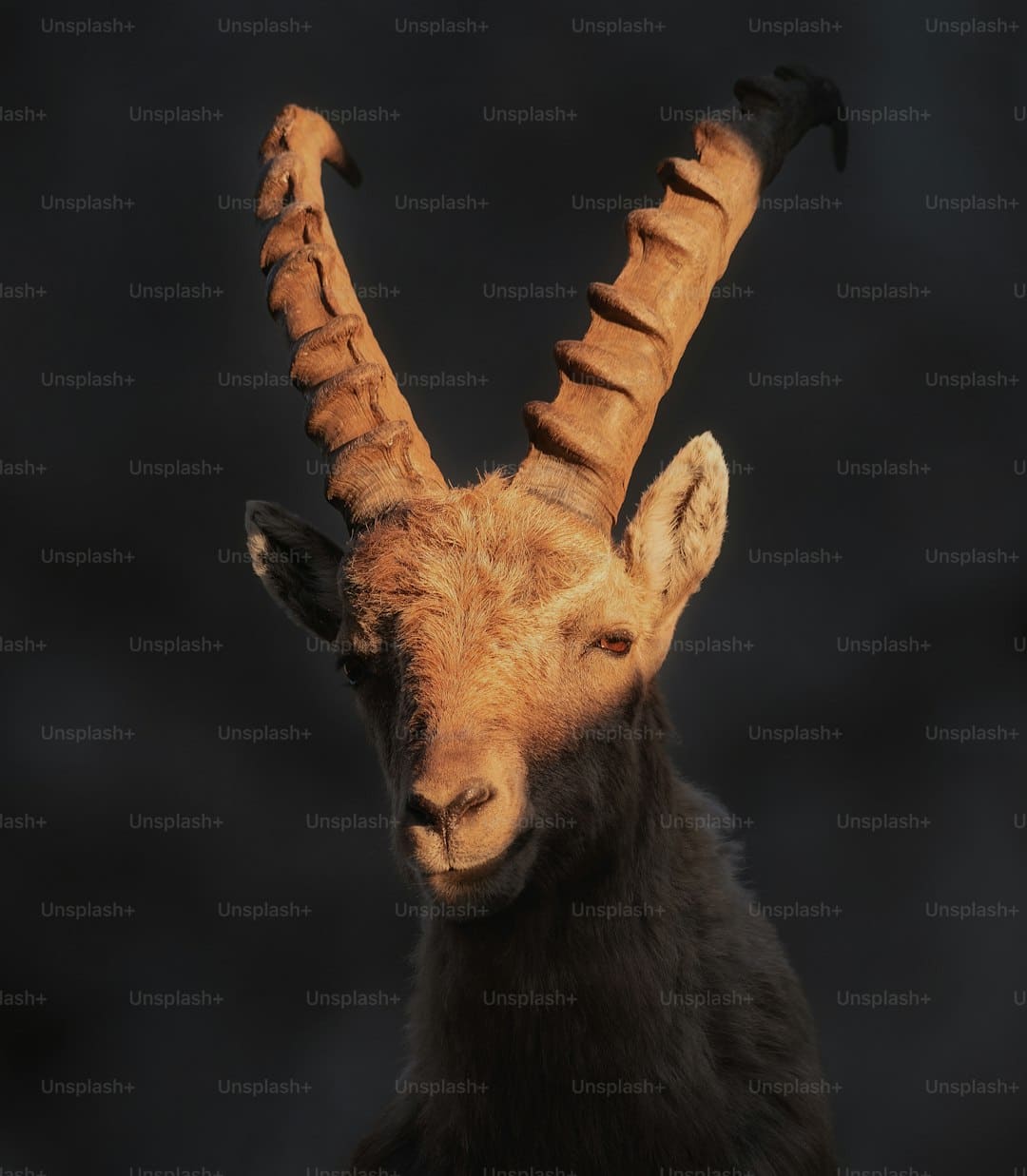https://picture01.52hrttpic.com/image/infoImage/202504/27/g06bebbd094084ae1a1724f45b240b5db.png?800x430